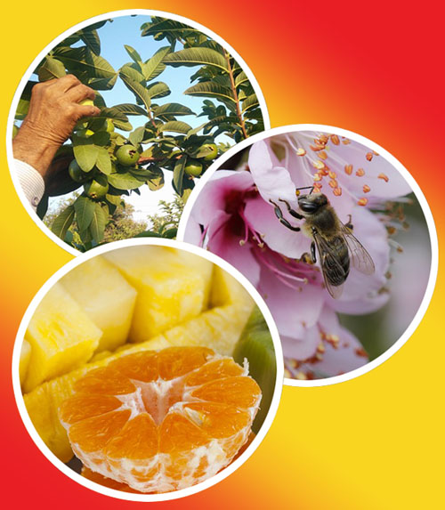 TREE2MOUTH natural smoothies